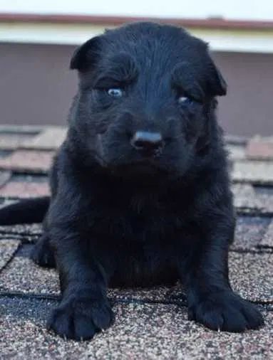 Чистокровні кобелі німецької вівчарки шукають господарів