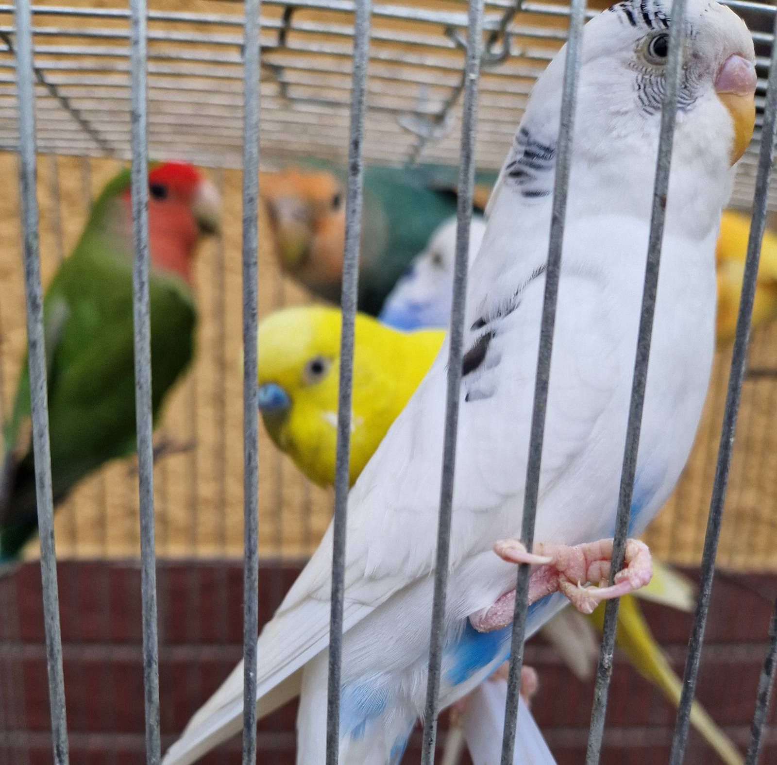 Красивые ласковые волнистые попугайчики