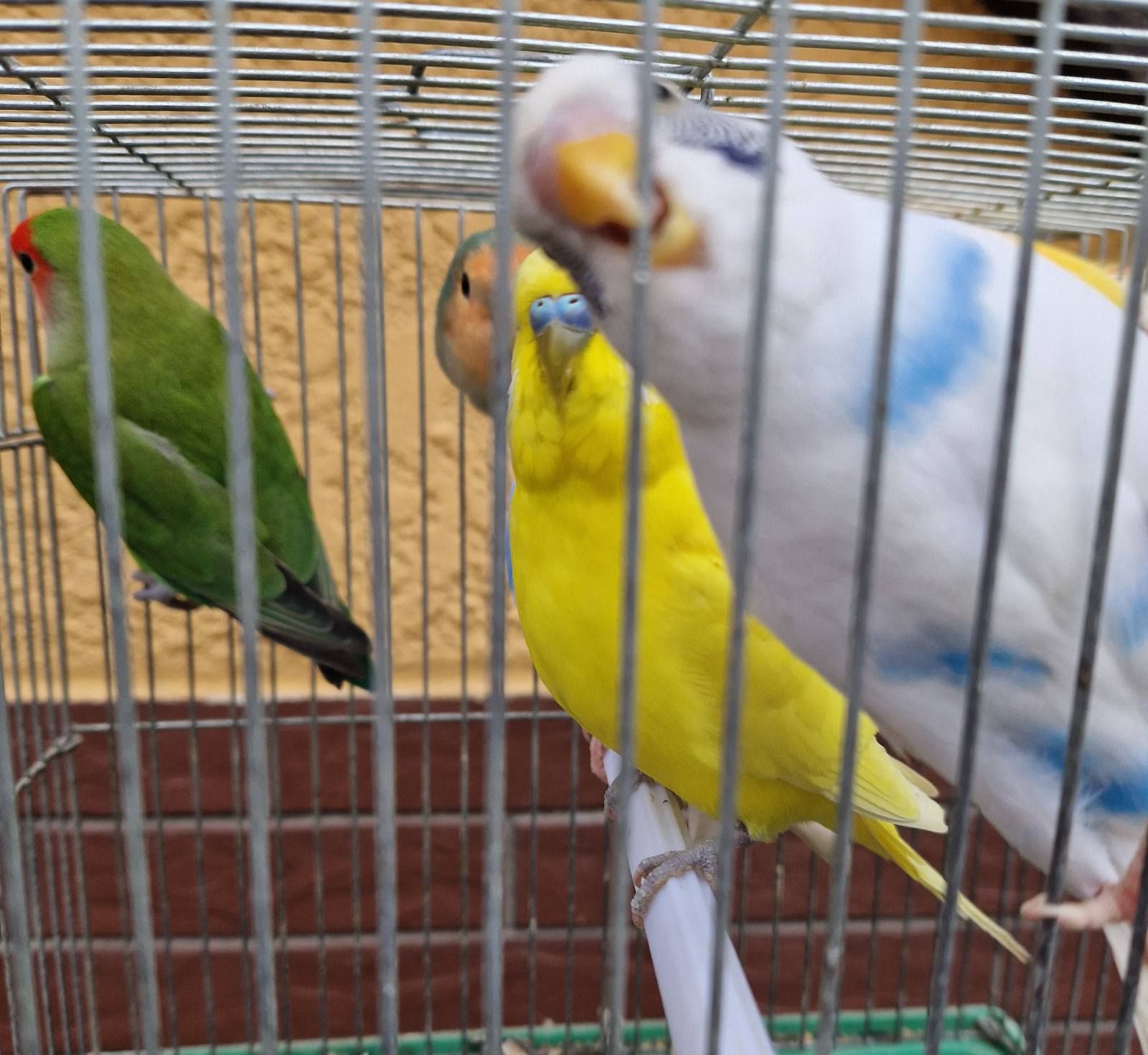 Красивые ласковые волнистые попугайчики