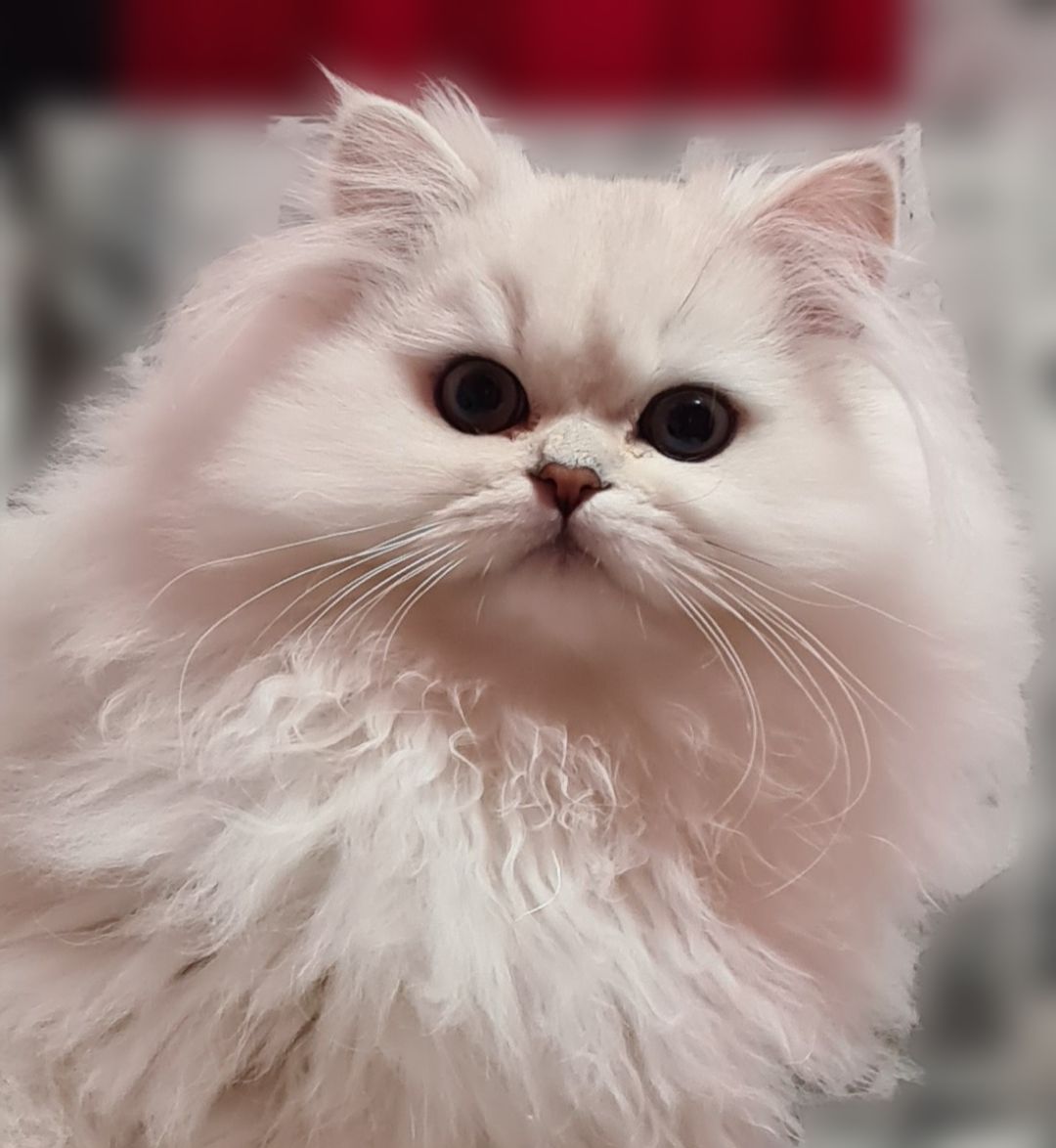 Британська довгошерста