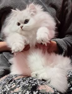 Британська довгошерста