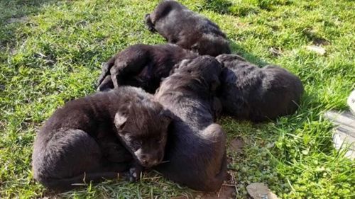 Чистокровні кобелі німецької вівчарки шукають господарів