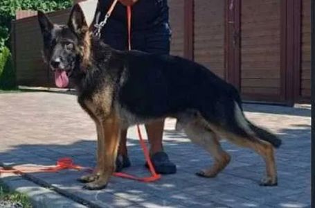 Чистокровні кобелі німецької вівчарки шукають господарів