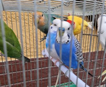 Красивые ласковые волнистые попугайчики