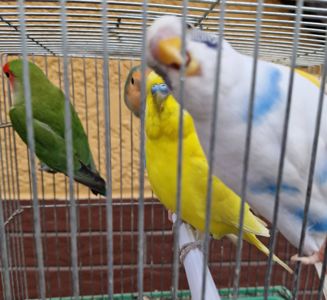 Красивые ласковые волнистые попугайчики