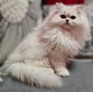 Британська довгошерста