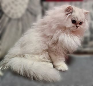 Британська довгошерста