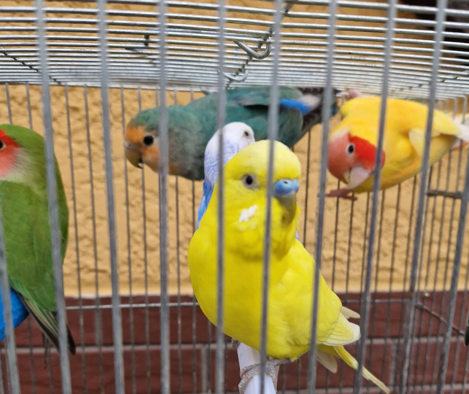 Волнистые Птенчики разных окрасов