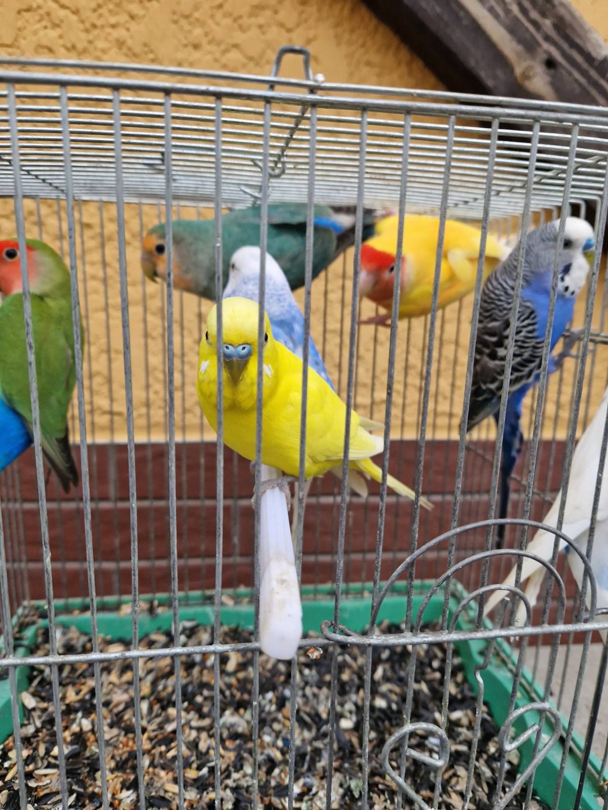 Волнистые Птенчики разных окрасов