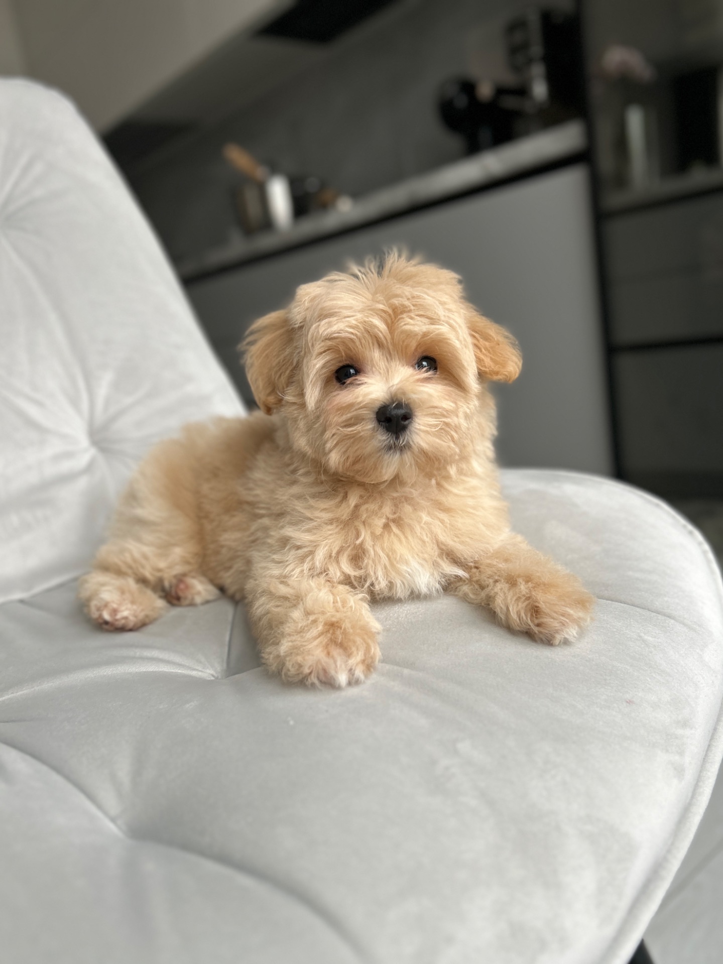 Кукольная девочка мини мальтипу f1 baby face