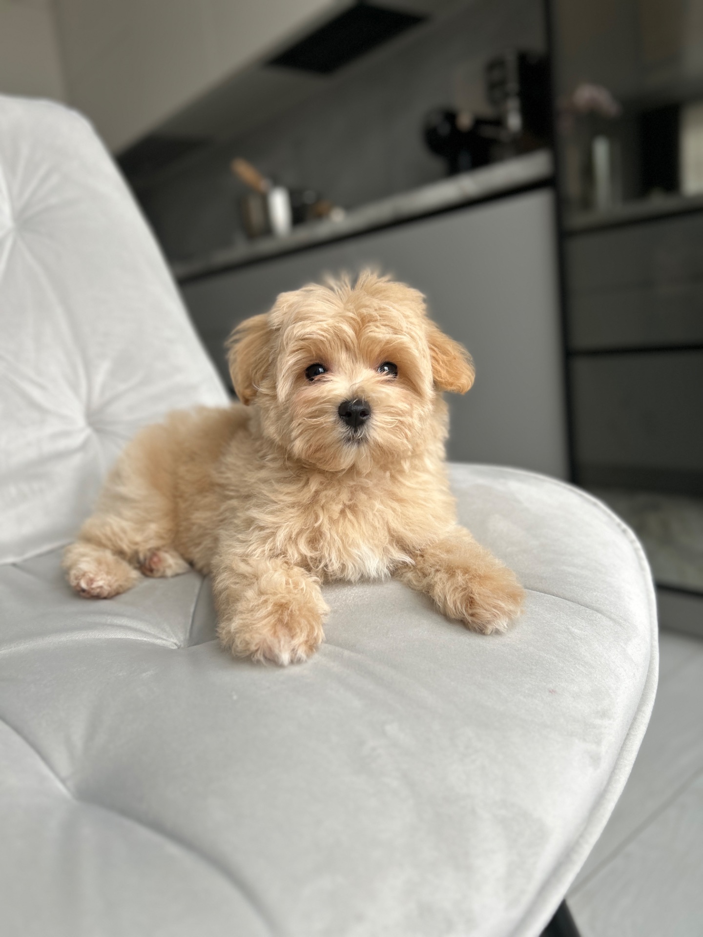 Кукольная девочка мини мальтипу f1 baby face