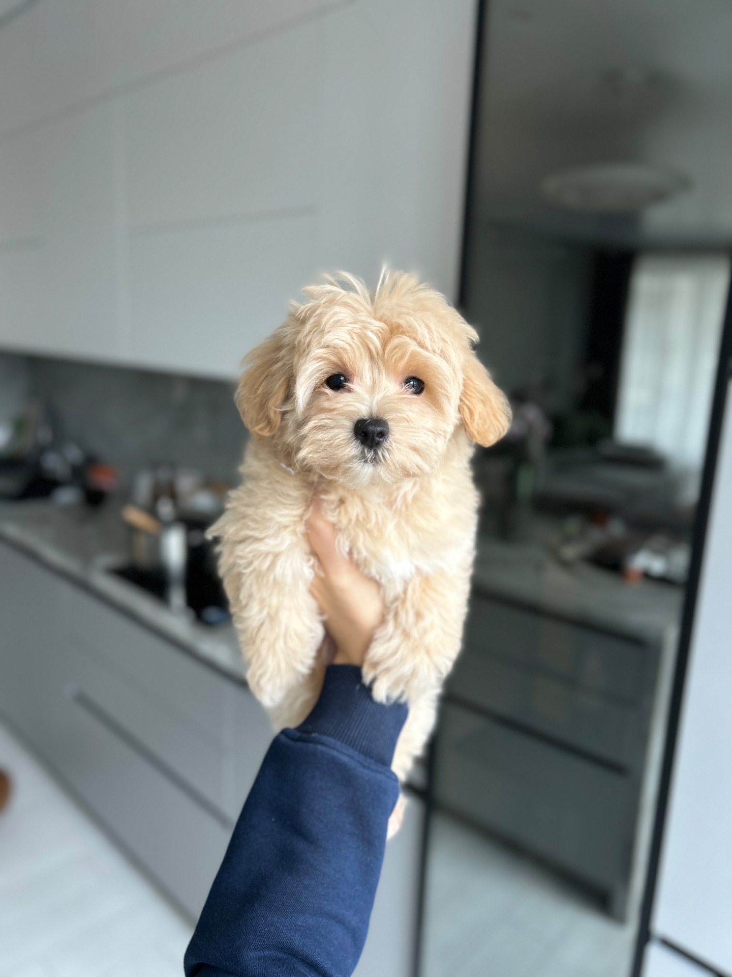 Прелестная девочка мальтипу f1 мини беби фейс