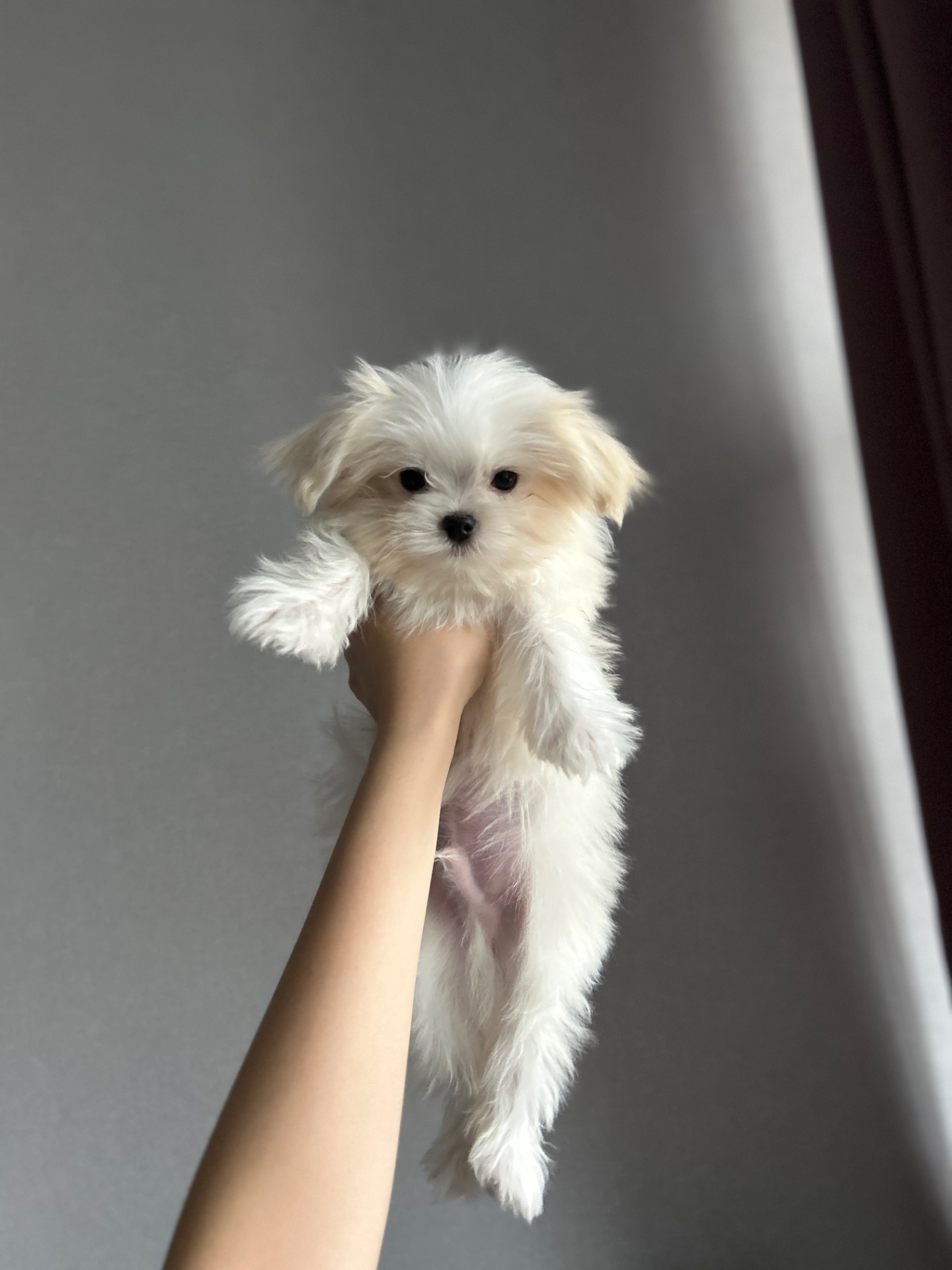 Красивый мальчик мальтипу f1 с беби фейс