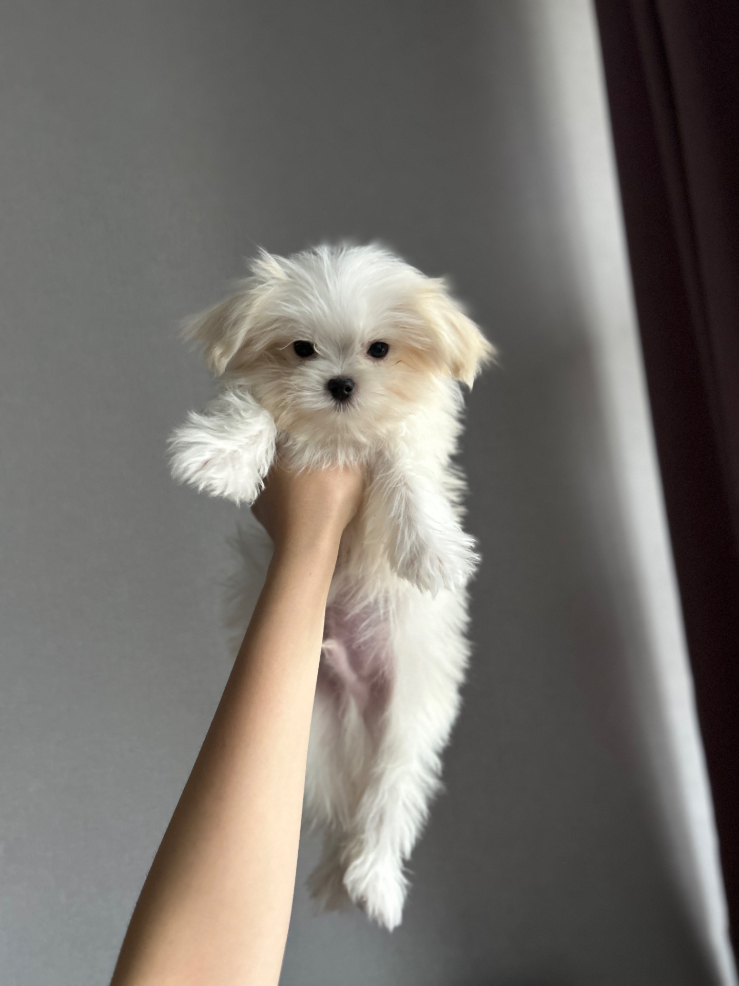 Красивый мальчик мальтипу f1 с беби фейс