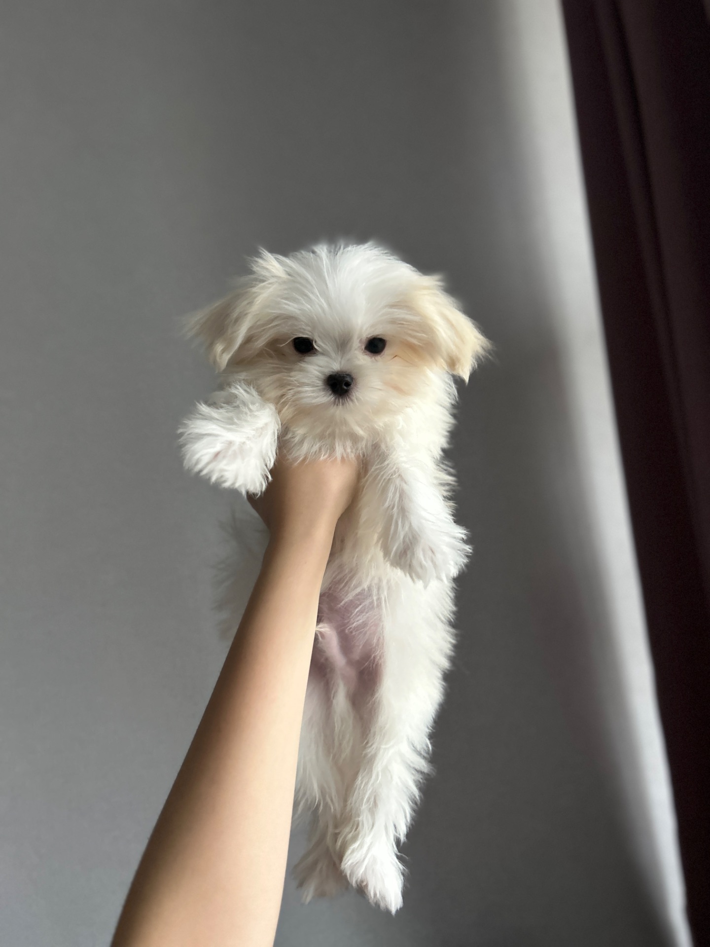 Красивый мальчик мальтипу f1 с беби фейс