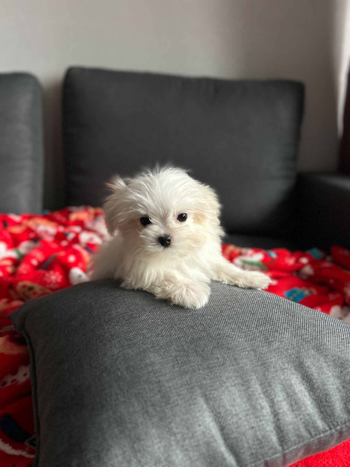 Кукольный мальчик мальтипу f1 мини Киев