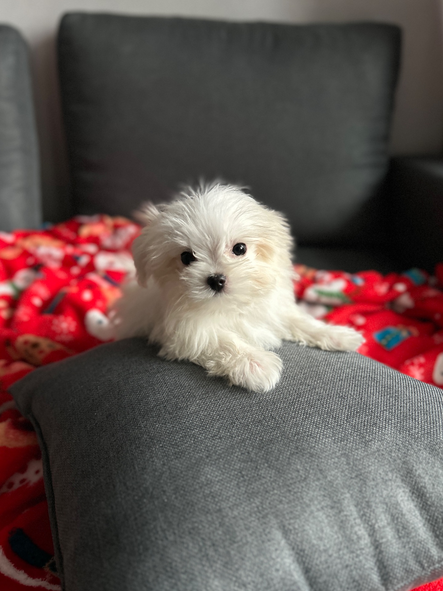 Кукольный мальчик мальтипу f1 мини Киев