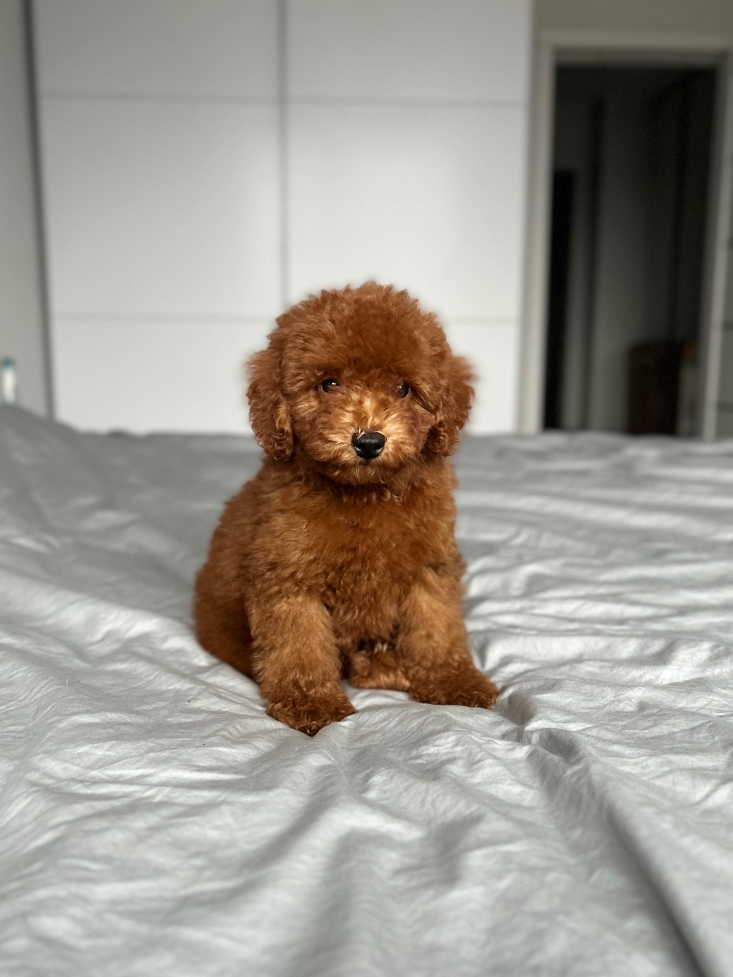 Красивый мальчик той пудель red brown Киев