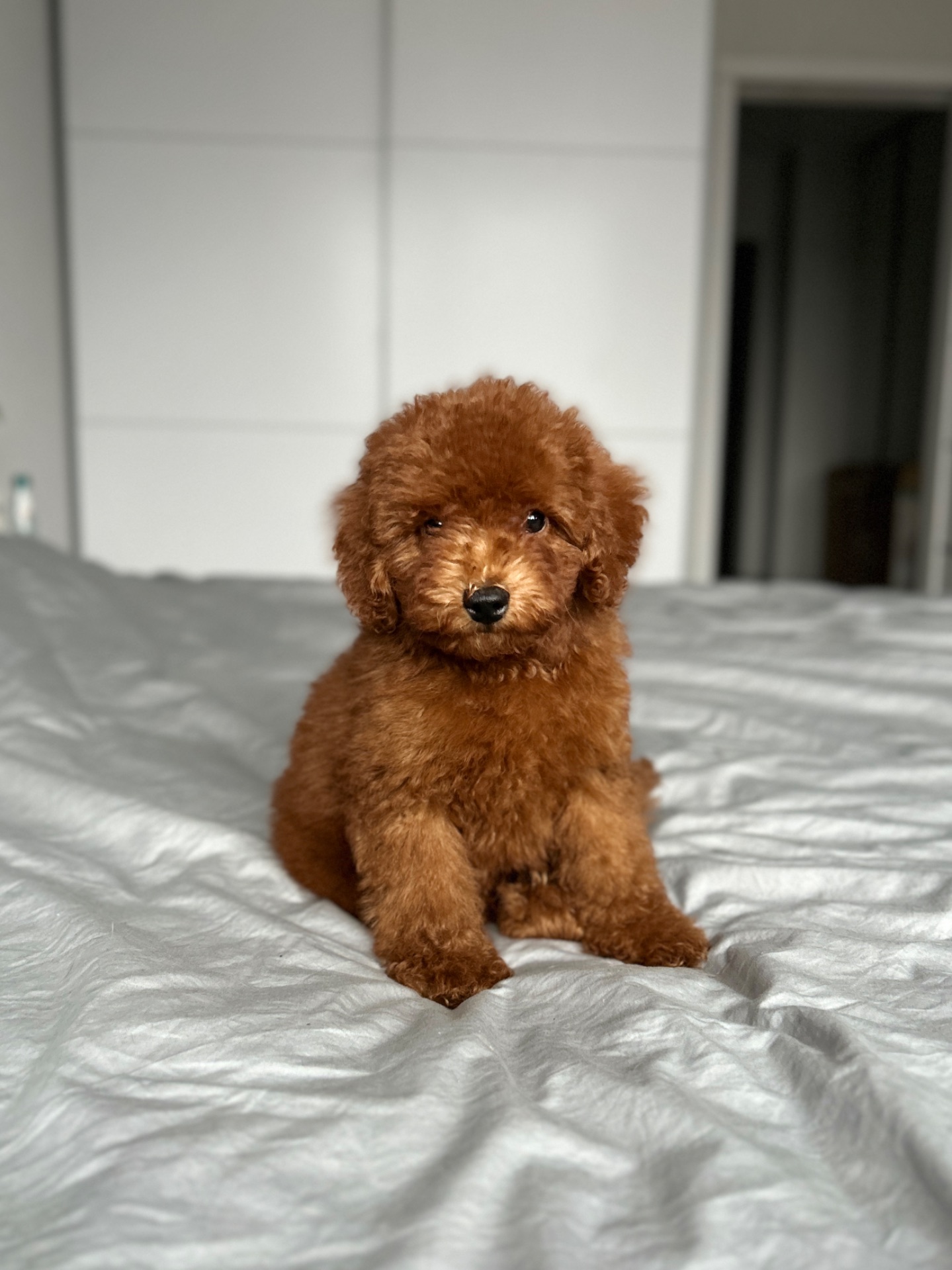 Красивый мальчик той пудель red brown Киев