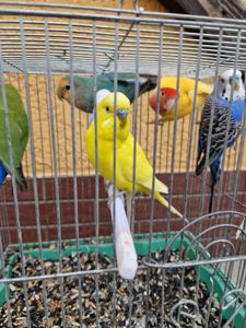 Волнистые Птенчики разных окрасов