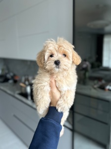 Прелестная девочка мальтипу f1 мини беби фейс