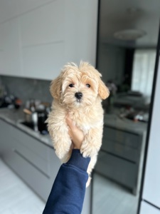 Прелестная девочка мальтипу f1 мини беби фейс