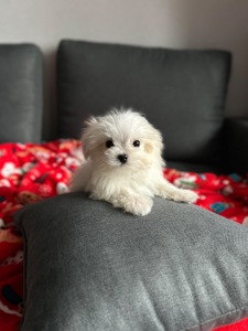 Кукольный мальчик мальтипу f1 мини Киев