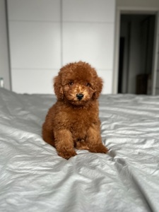 Красивый мальчик той пудель red brown Киев