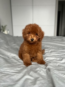 Красивый мальчик той пудель red brown Киев