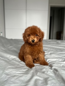 Красивый мальчик той пудель red brown Киев