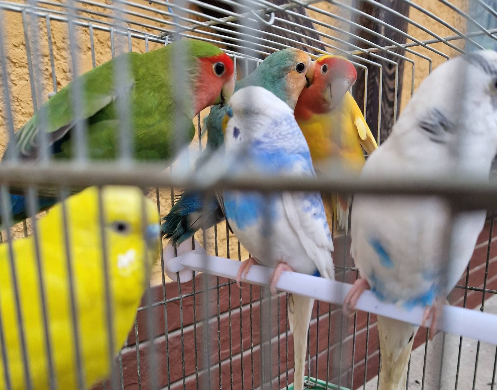 Красивые волнистые попугайчики для детей и взрослых