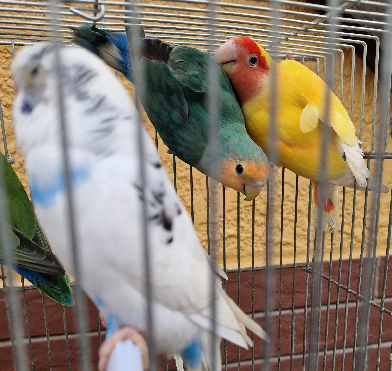 Красивые волнистые попугайчики для детей и взрослых