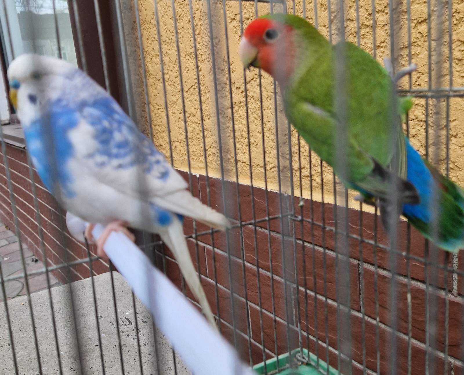 Попугаи волнистые разного окраса и возраста