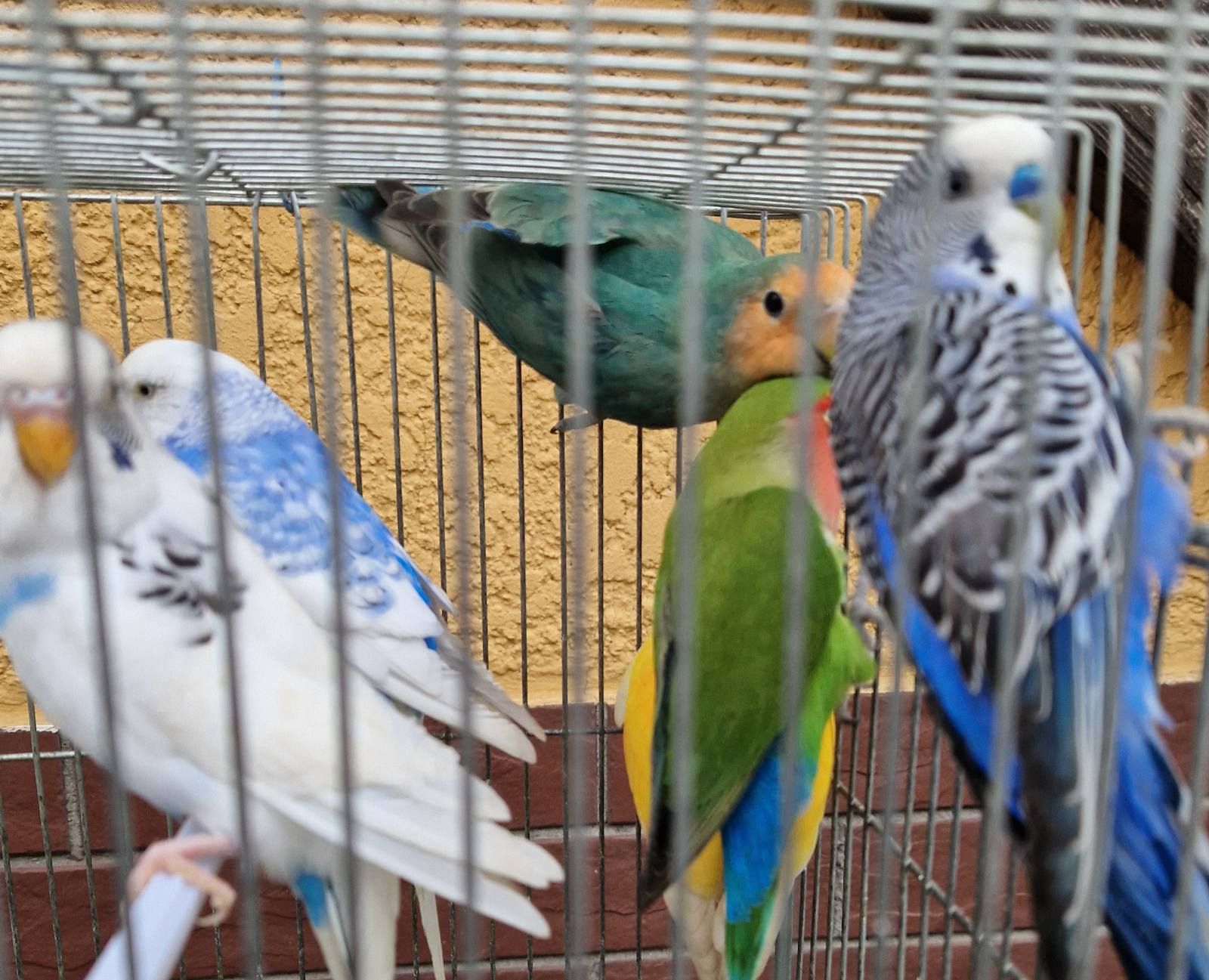 Волнистые разного возраста и цвета