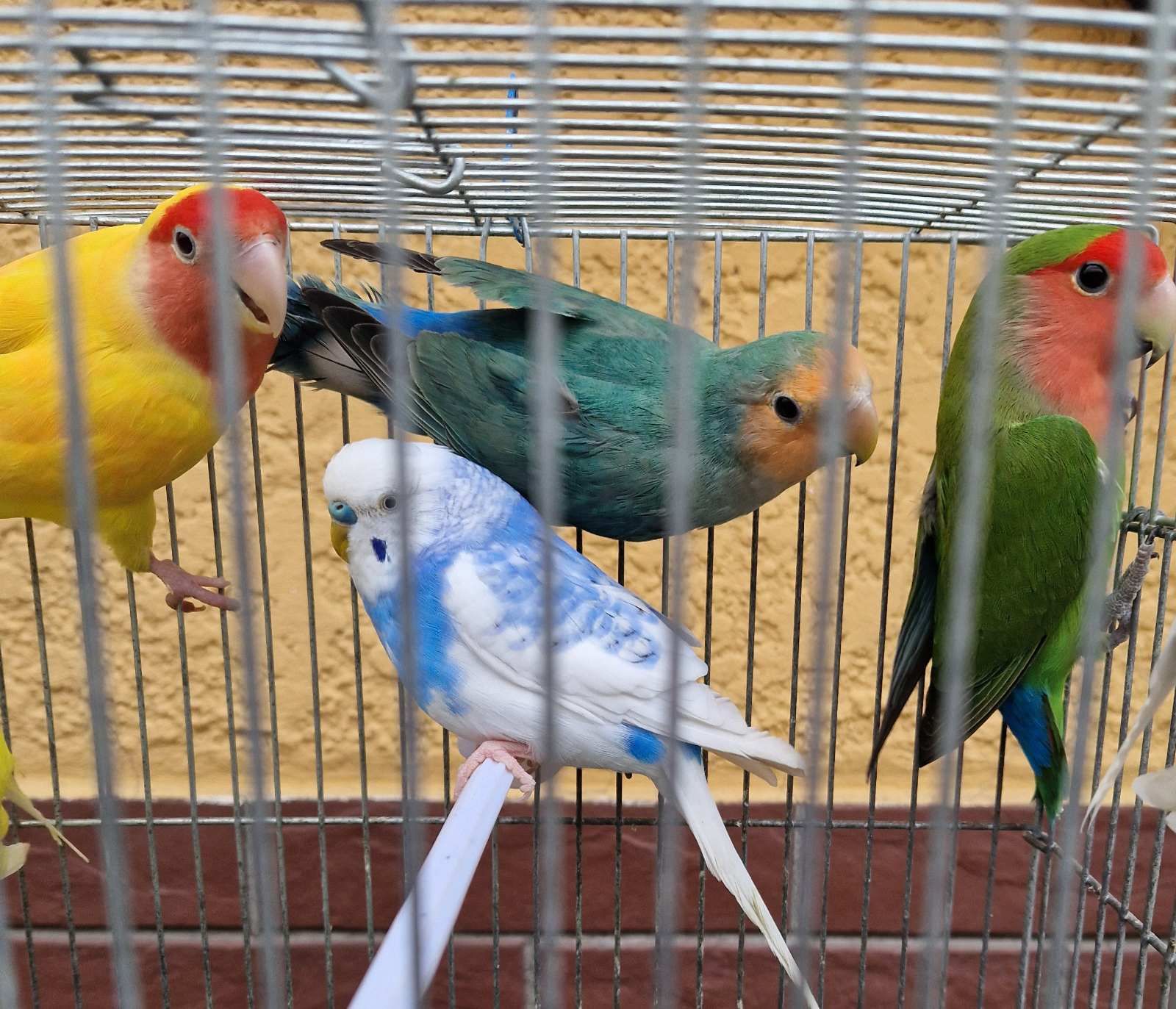 Дружелюбные красивые волнистые попугайчики