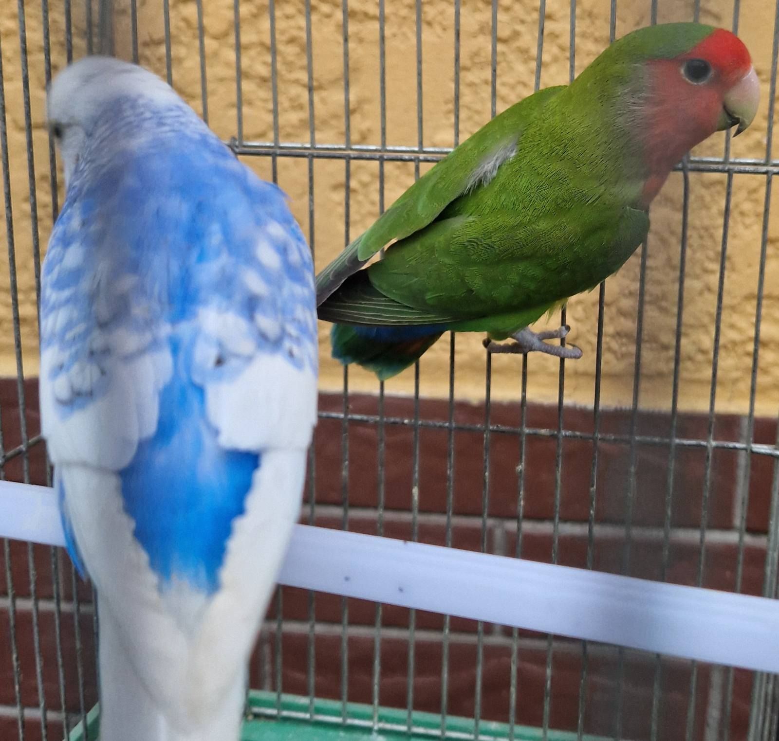 Попугаи волнистые разного окраса и возраста