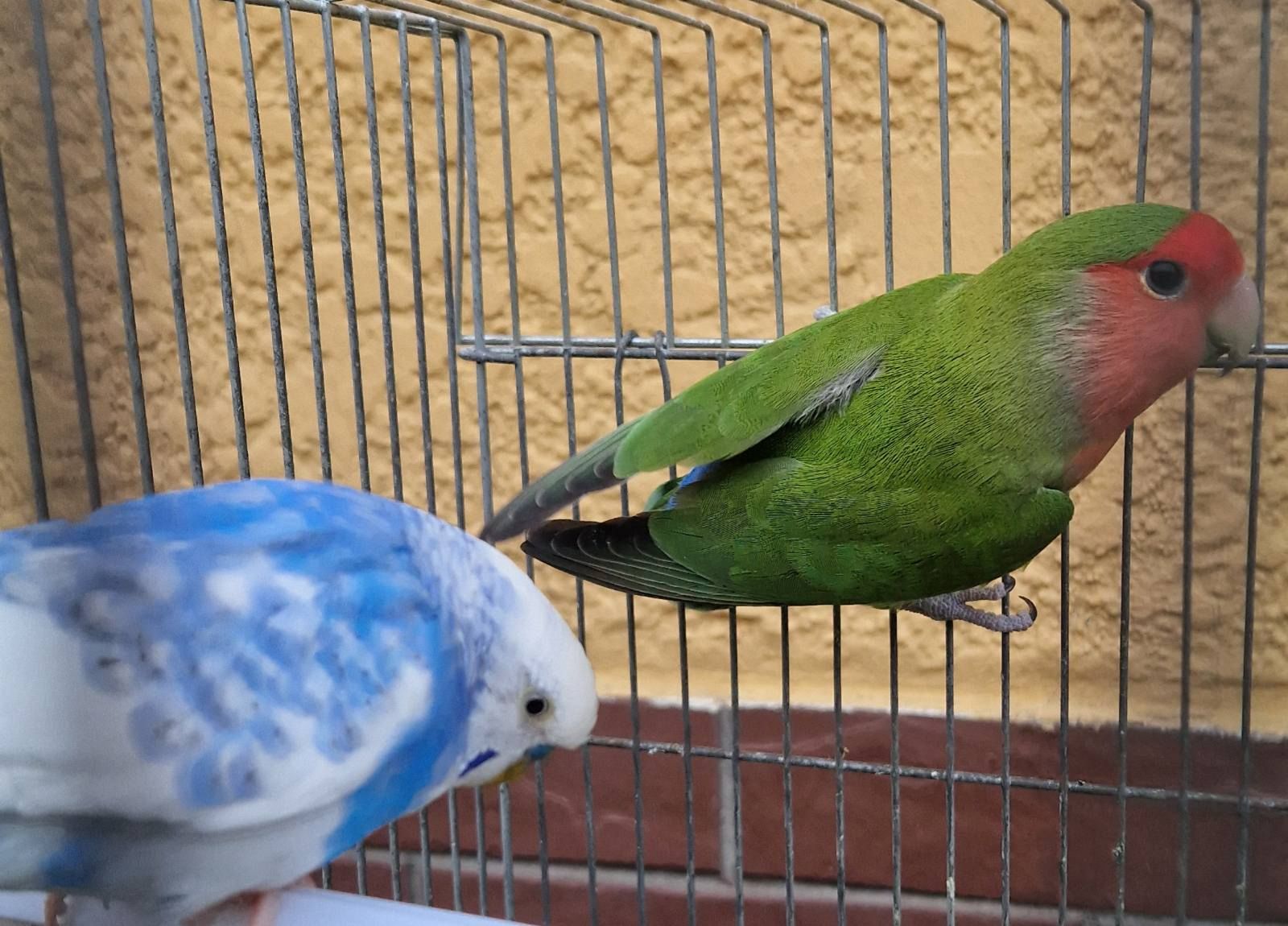 Дружелюбные красивые волнистые попугайчики