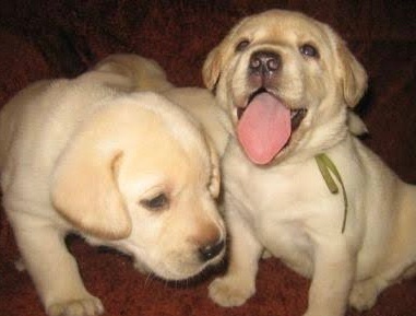 Цуценята лабрадорчики