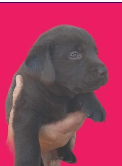 Цуценята лабрадорчики