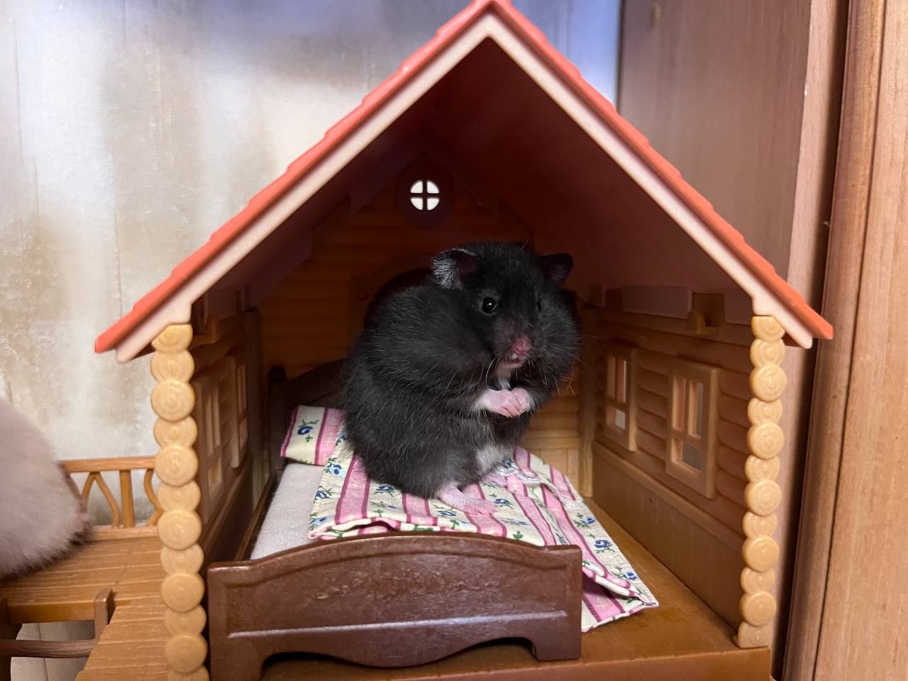 Хом'яки ангорські, королівські