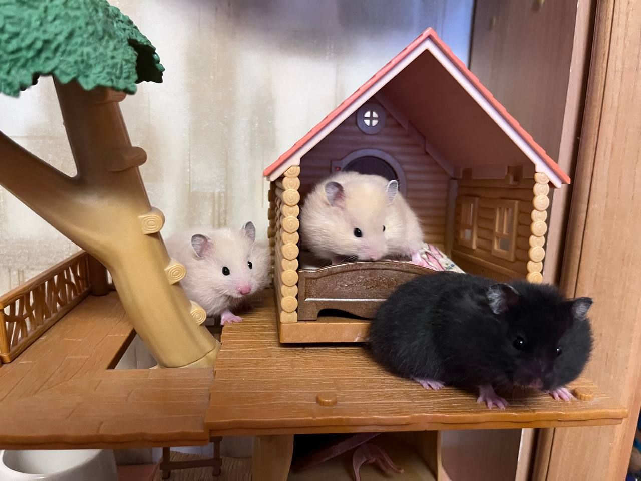 Хом'яки ангорські, королівські