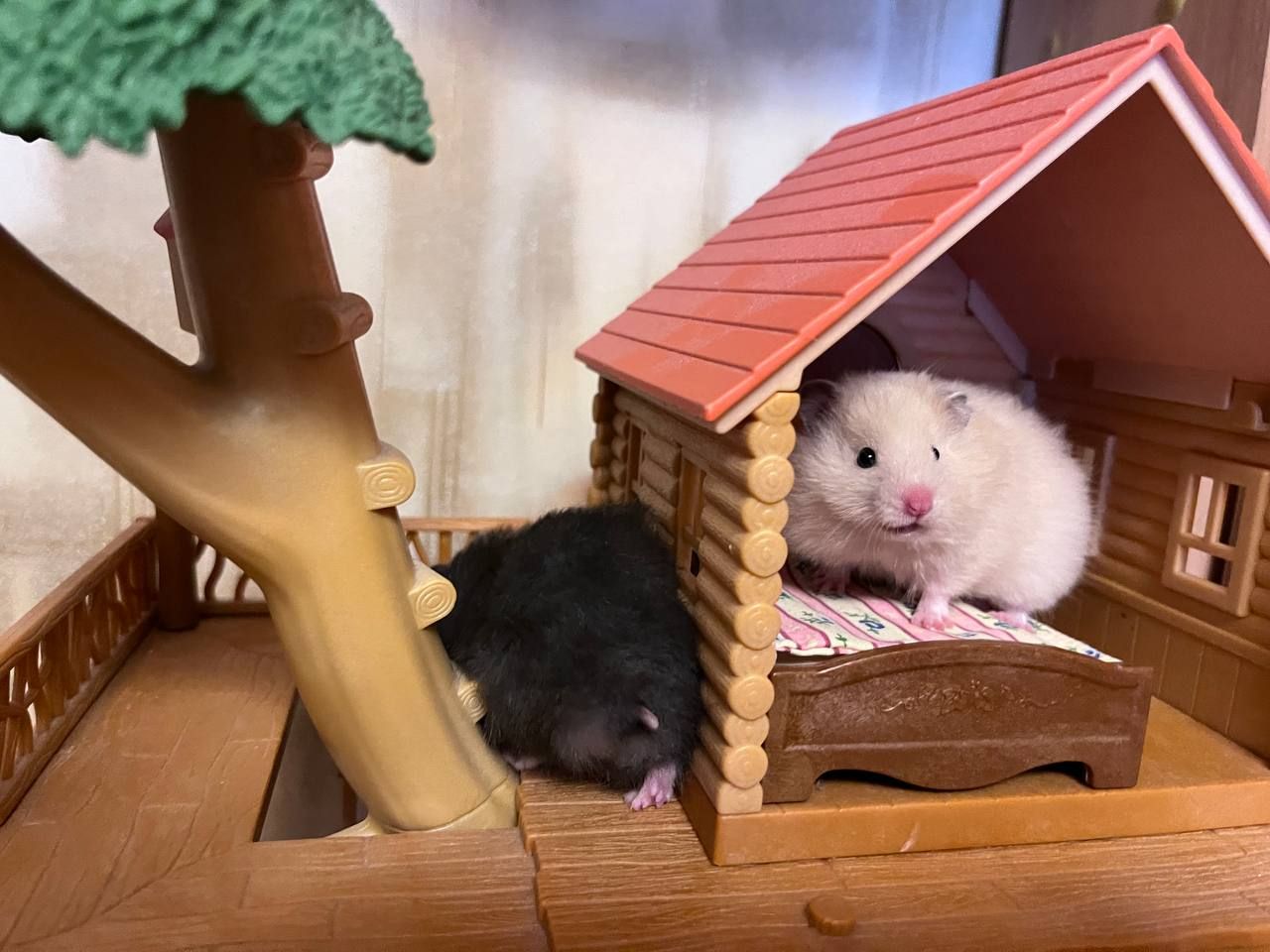 Хом'яки ангорські, королівські