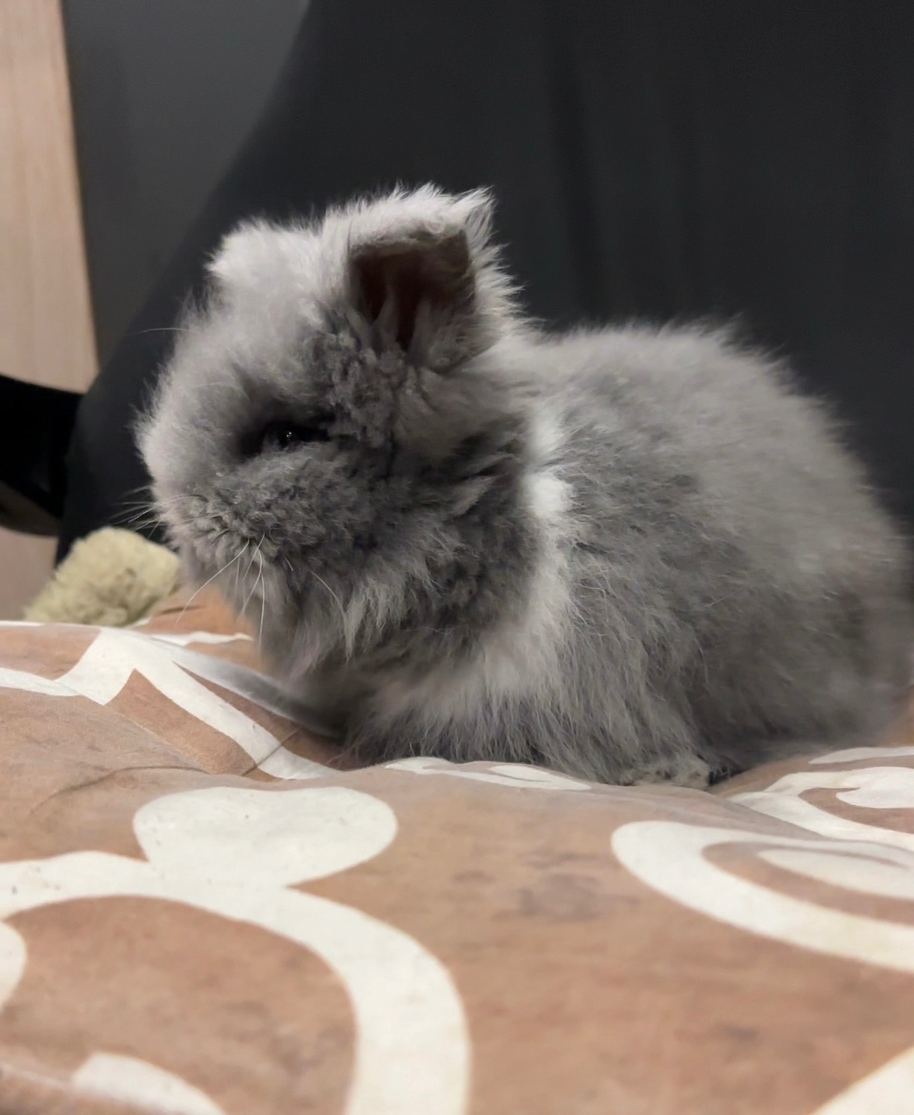 Кролик декоративний