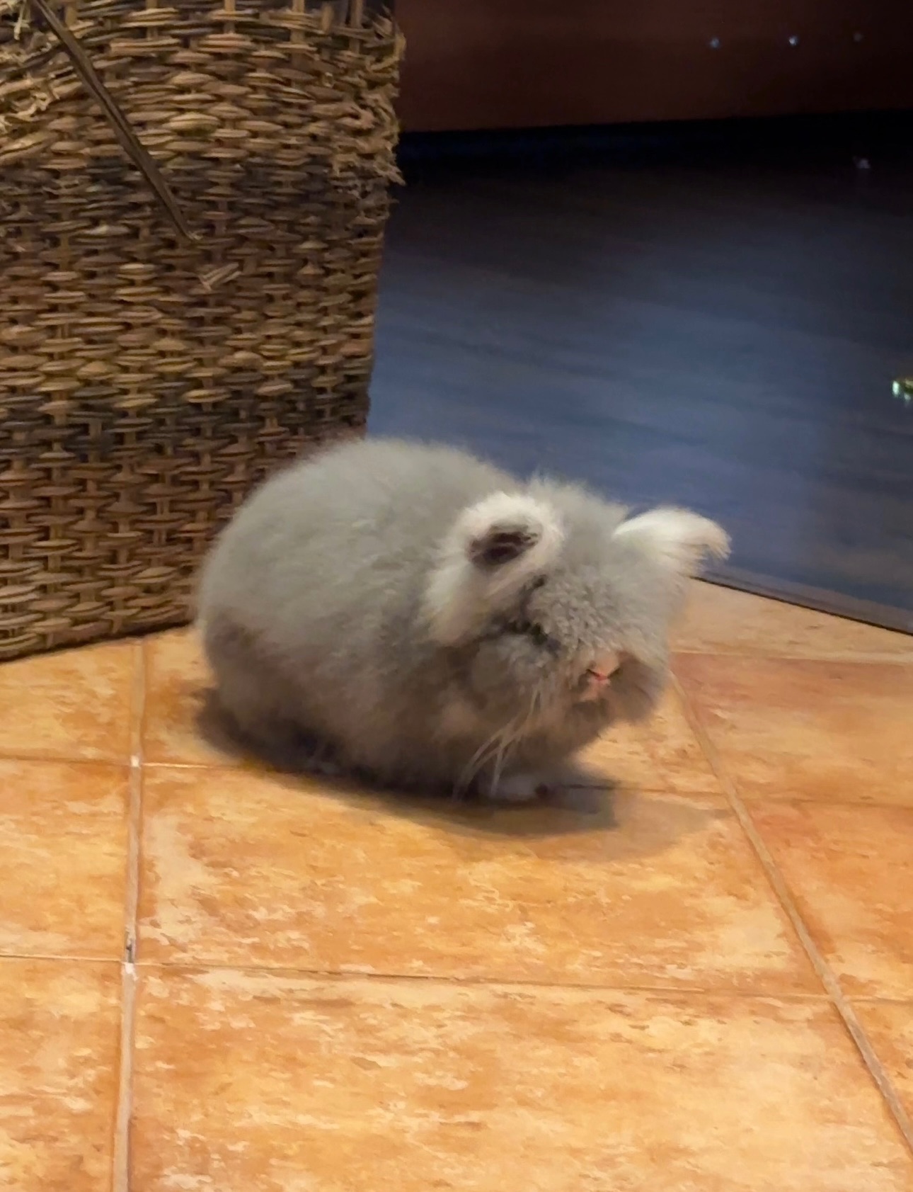 Кролик декоративний