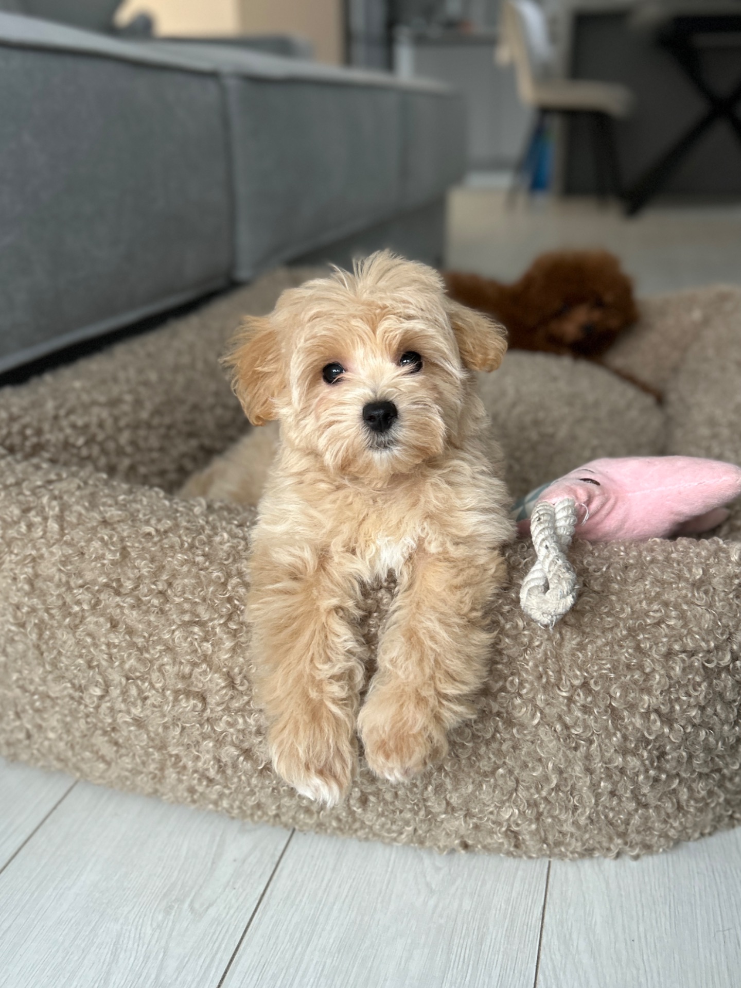 Миниатюрная девочка baby face мальтипу ф1