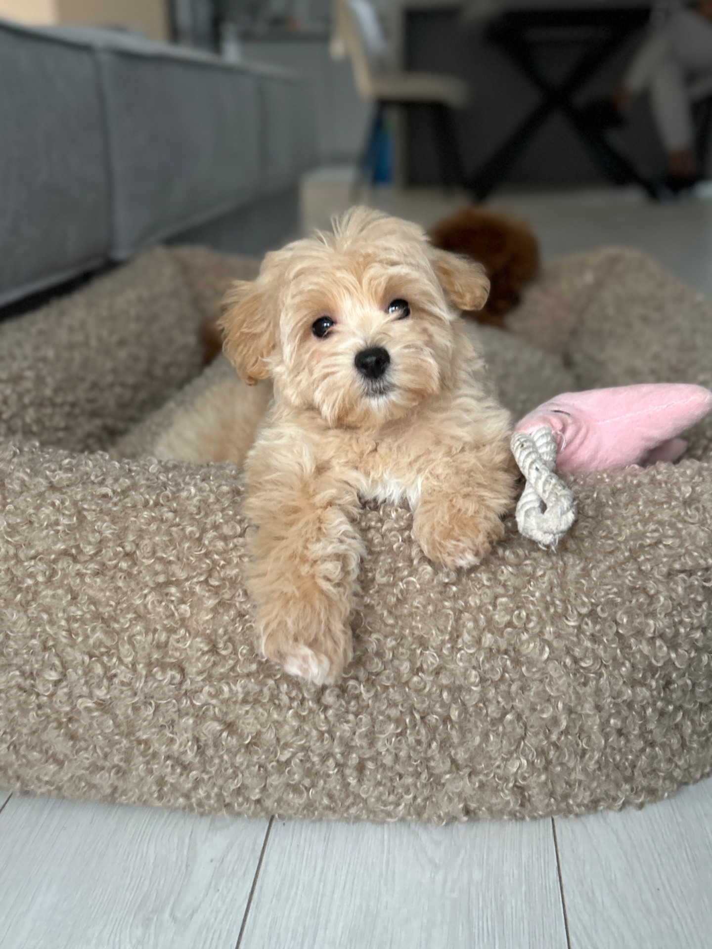 Миниатюрная девочка baby face мальтипу ф1