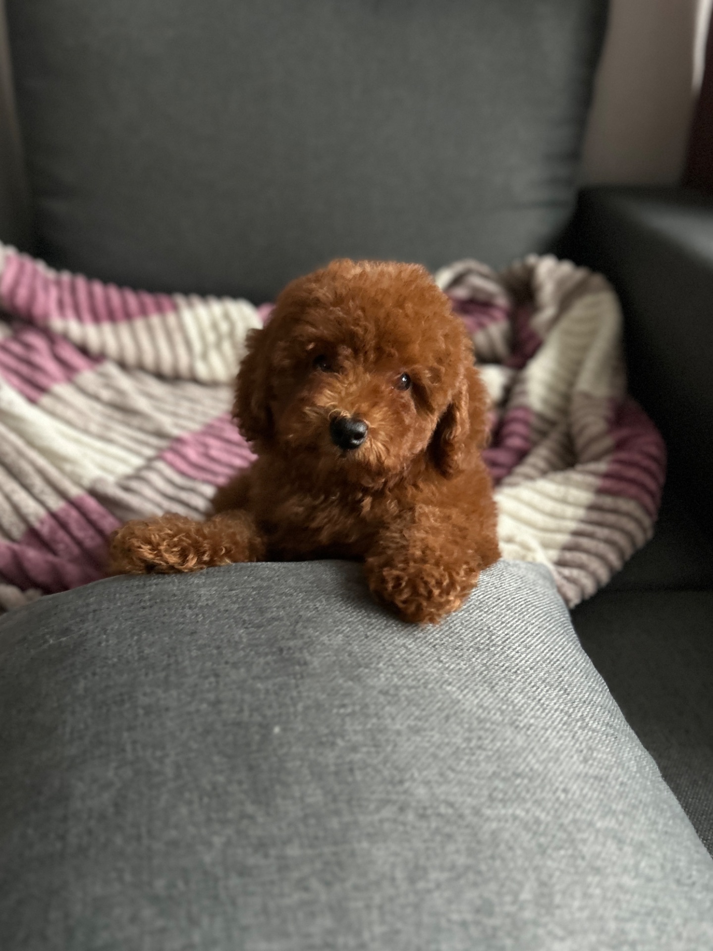 Очаровательный мальчик той-пудель в Киеве