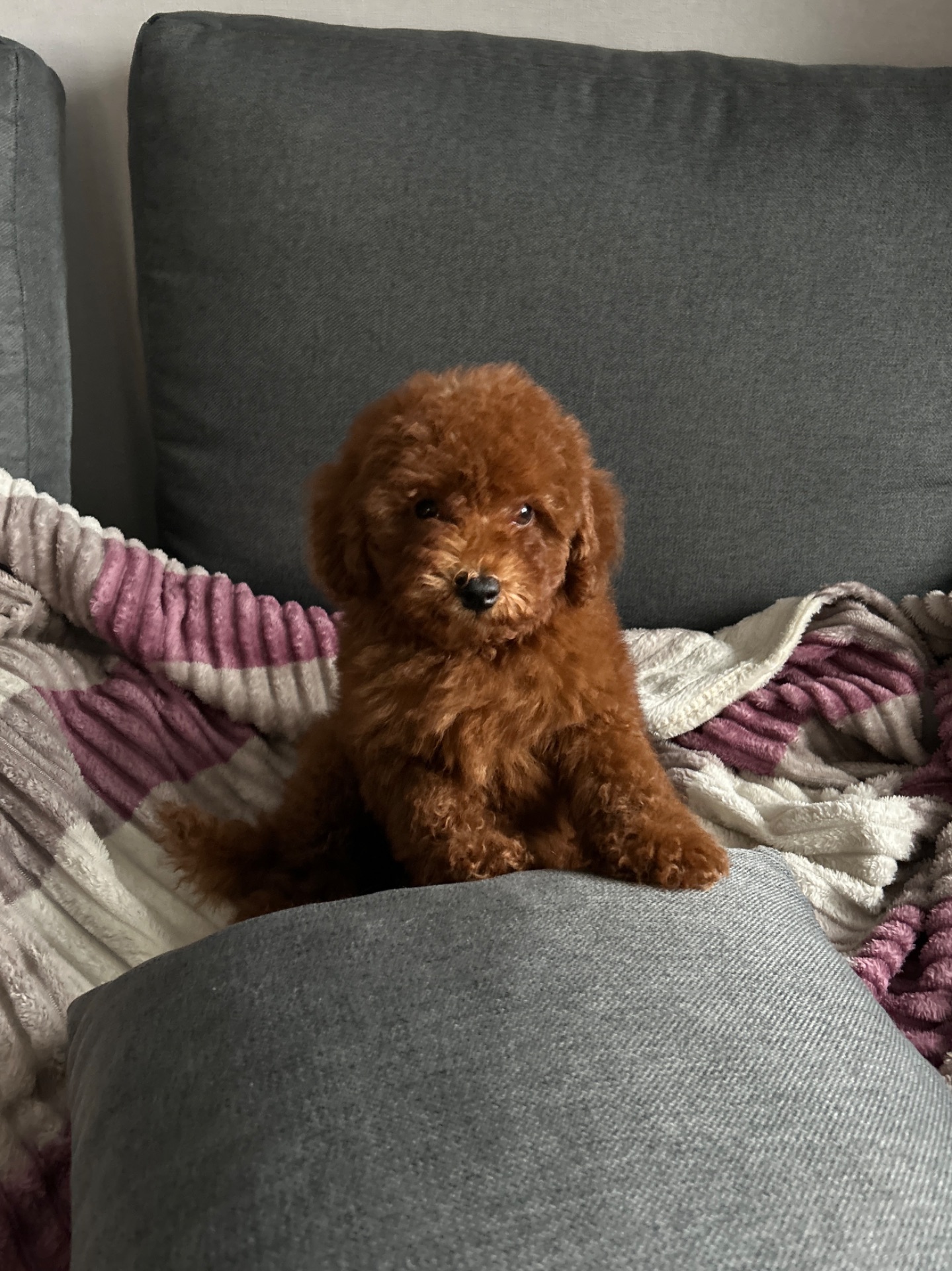 Очаровательный мальчик той-пудель в Киеве