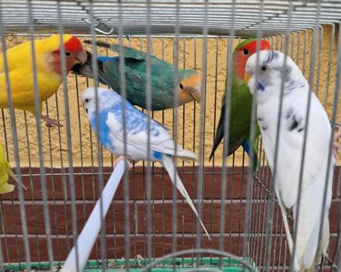 Волнистые разного возраста и цвета