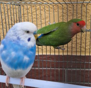 Дружелюбные красивые волнистые попугайчики